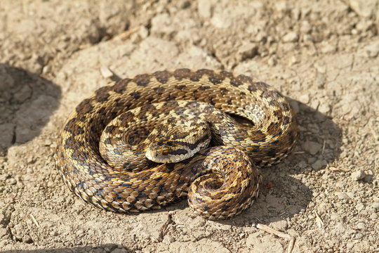 female meadow viper on the ground