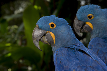 Close up hyacinth macaw, Beautiful macaw Hyacinth Macaw feathers (Anodorhynchus hyacinthinus)