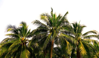 Fototapeta na wymiar Coconut palm trees against on white background