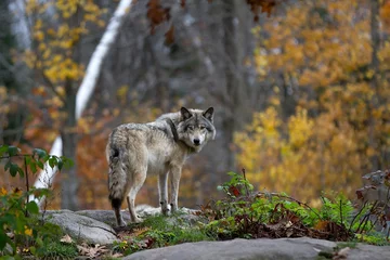 Foto op Plexiglas Een eenzame houtwolf of grijze wolf (Canis lupus) die op een rotsachtige klif staat en terugkijkt op een regenachtige dag in de herfst in Quebec, Canada © Jim Cumming