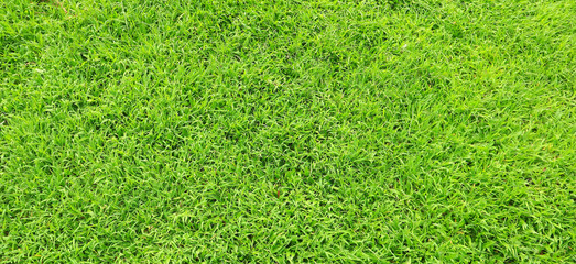 green grass