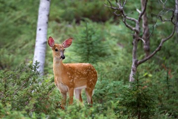 White-tailed deer fawn in the forest in Canada