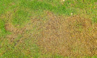 green grass and dry grass