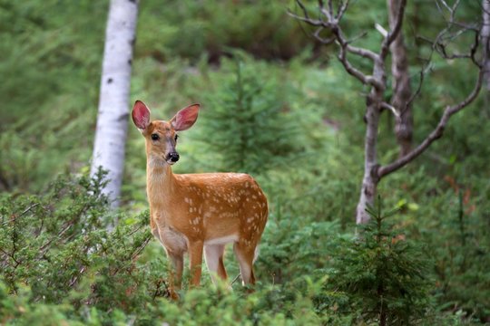 Fototapeta White-tailed deer fawn in the forest in Canada