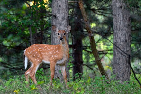 Fototapeta White-tailed deer fawn in the forest in Canada