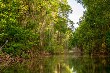  Caroni Swamp Trinidad.