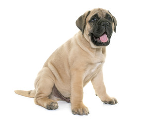 puppy bull mastiff