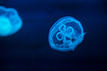 Jellyfish