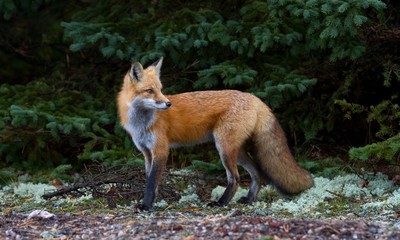 Naklejka na ściany i meble A Red fox (Vulpes vulpes) with a bushy tail looks back in Algonquin Park, Canada in the fall