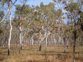 Outback in the Kimberleys, Western Australia