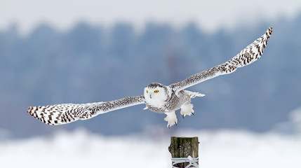 Snowy owl (Bubo scandiacus) takes off from post in winter, Canada