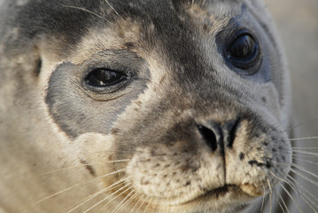 Jeune phoque veau marin © KD_65