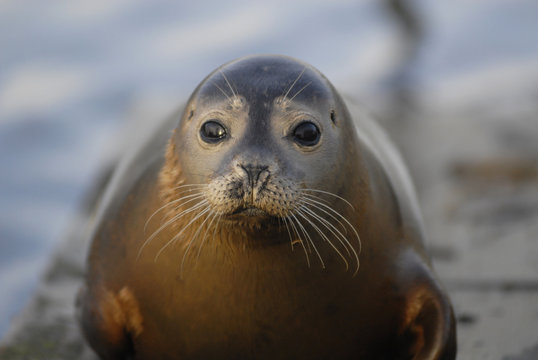 Jeune phoque veau marin