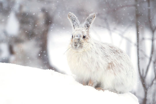 Snowshoe hare or Varying hare  (Lepus americanus) in the falling snow in winter in Canada