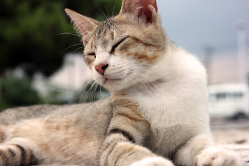 くつろいでいる猫