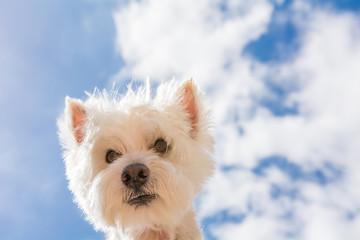Perro con cielo de fondo