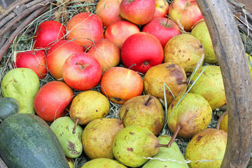 Red apples and ripe pears in the old basket