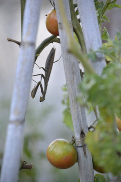 Mantis religiosa en una tomatera de huerto.