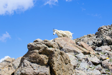 Mountain Goat at  the Mount Massive Summit