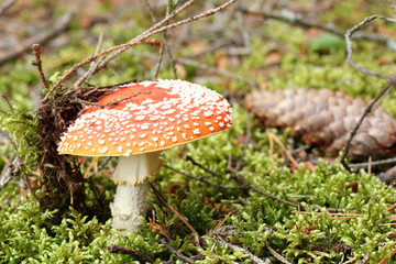dangerous representative of the forest/ red mushroom with white dots growing in moss green 