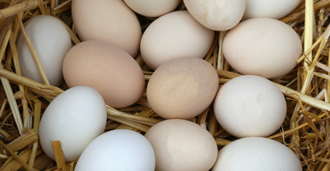 fresh chicken eggs in the basket with straw