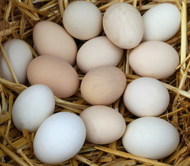 fragile fresh chicken eggs with straw