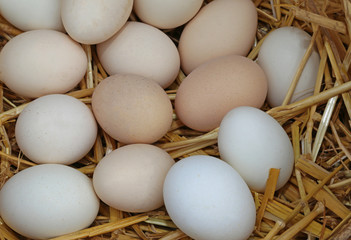 fresh chicken eggs in the basket