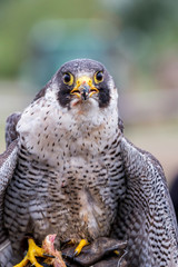 Peregrine Falcon (Falco peregrinus). These birds are the fastest