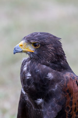 Close up of brown eagle