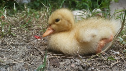 baby duck