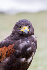 Close up of brown eagle