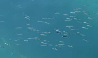 Obraz premium Fishes in light blue sea