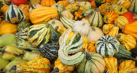 many pumpkins to decorate your home during the halloween event