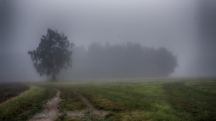Obraz na płótnie Canvas Foggy Morning