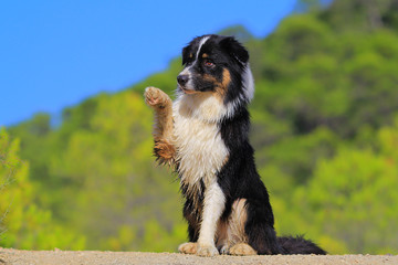 australian shepherd