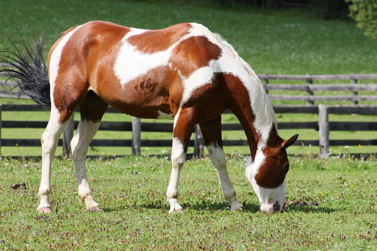 Young brown white horse grazing in a meadow