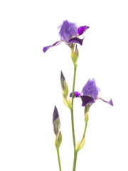 beautiful delicate purple irises