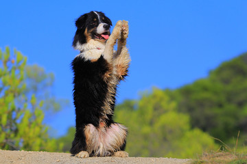 australian shepherd