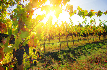 Sunny Vineyard