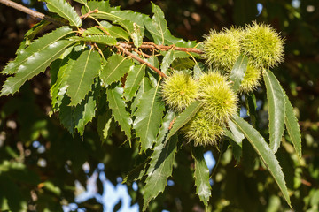 Rama de castaño con frutos. Castañas. Castanea sativa.