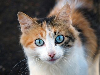 Portrait of a spotted cat with blue eyes