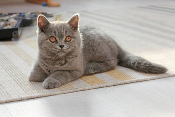 Cute kitten British cat lying on a rug in the apartment