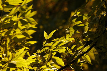 autumn leaves in the sun, blurred background