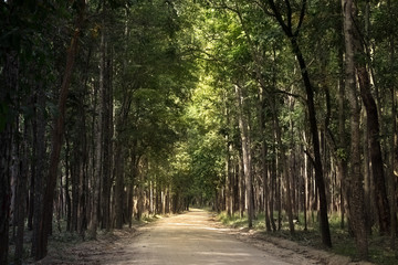 Fototapeta premium Walkway Lane Path With Green Trees in Forest. Beautiful Alley In Park. Pathway Way Through Dark Forest
