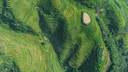Draufsicht oder Luftaufnahme von frischen grünen und gelben Reisfeldern. Longsheng oder Longji Rice Terrace in Ping An Village, Longsheng County, China.
