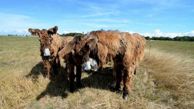 Poitou Donkey (Poitevin Donkey), Ile de Re, France, EU, Europe