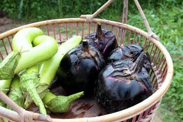 Green and Purple eggplant on basket