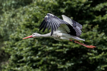 Weißstorch im Flug - Ciconia ciconia