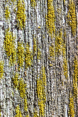 Fototapeta premium Old dry, weathered boards, covered with lichen.