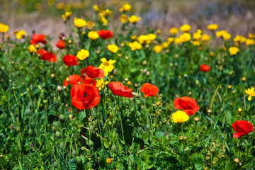Field of red blooming poppies, spring background